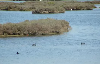 Los humedales están desapareciendo tres veces más rápido que los bosques