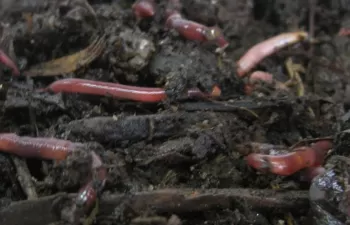 \"El vermicompostaje constituye una técnica de alto potencial para la gestión de los residuos orgánicos\"