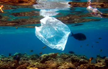 Identifican bacterias capaces de alimentarse de plástico PET