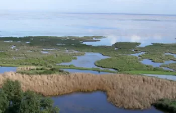 Las marismas del Parque Nacional de Doñana actúan como sumideros de carbono según un estudio liderado por el CSIC