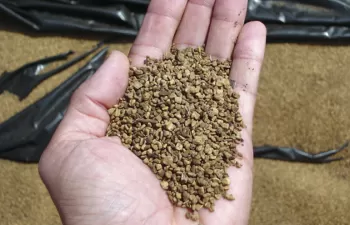 El hueso de aceituna no es un residuo