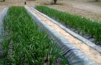 Projar depura con macrófitas flotantes aguas contaminadas por uranio en Portugal