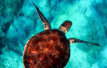 Los plásticos desechables alcanzan las fosas más profundas del océano