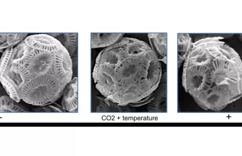 El calentamiento y la acidificación oceánica afectan al fitoplancton calcáreo reduciendo su capacidad de retener el CO2