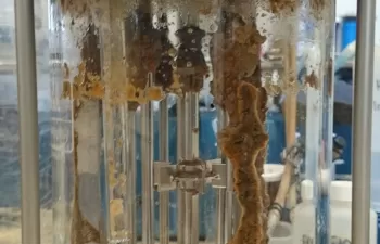 Estudian el uso de biotecnología para eliminar ampicilina de las aguas residuales