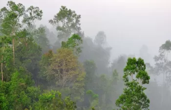 Desvelan la importancia de la diversidad vegetal en el funcionamiento de los ecosistemas fluviales a escala global
