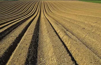 Los cultivos cubierta mejoran la calidad del suelo