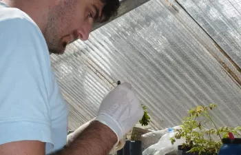Experimentan con plantas acuáticas para absorber tóxicos provenientes de residuos industriales