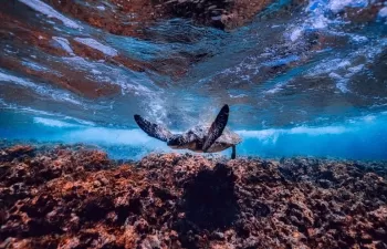 El plástico en los mares: una nueva y creciente amenaza a los corales