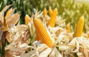 Confirman la rentabilidad económica de un proceso que aplica microorganismos para obtener bioenergía