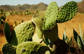 Todo el sur de España será una zona desértica por el cambio climático