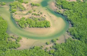 Proteger los manglares puede ahorrarnos millones de dólares al año en inundaciones