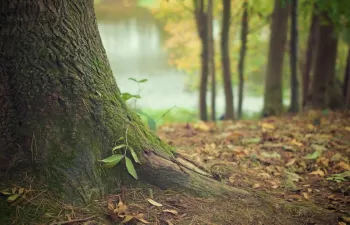 El papel de los bosques como sumideros de carbono