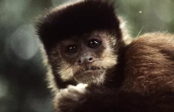 PNUMA prepara eventos para celebrar el Día Mundial del Medio Ambiente en América Latina