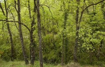 La capacidad de los suelos forestales para almacenar carbono está sobreestimada