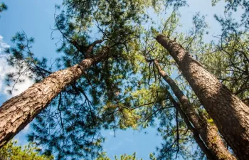 España y Canadá exploran oportunidades de colaboración en el sector de la bioenergía