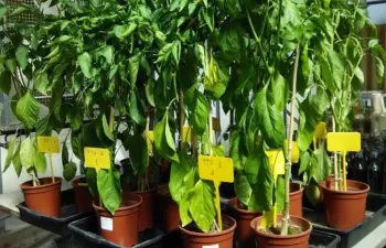 Aplican dos líquidos residuales obtenidos de la producción de aceituna como biofertilizante