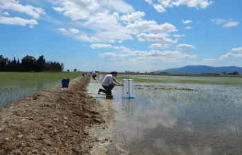 El riego intermitente podría reducir drásticamente las emisiones de metano en los arrozales