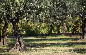 REUTIVAR: identificando la mejor tecnología de regeneración de agua para el olivar