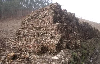 Estudian la aplicación de biochar en los cultivos de maíz en el Austro ecuatoriano