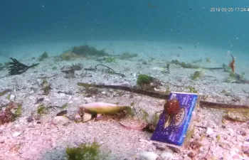 Nueva investigación sobre basuras marinas en los fondos marinos del Parque Nacional Islas Atlánticas