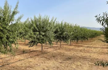El IICA y Agbar Agriculture se alían para una gestión sostenible del agua en el sector agrícola latinoamericano