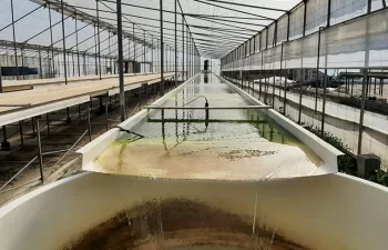 Agua salada y microalgas marinas para depurar purines porcinos