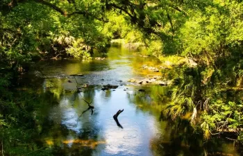 Investigadores validan un nuevo método para medir la concentración de hormonas en efluentes