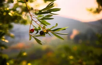 Reaprovechar los residuos de la industria aceitera será posible gracias al proyecto europeo LIFE CYCLOPS